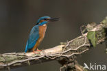 Kingfisher (Alcedo atthis)