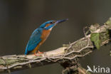 Kingfisher (Alcedo atthis)