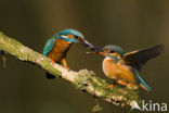 Kingfisher (Alcedo atthis)