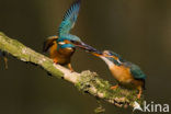 IJsvogel (Alcedo atthis)
