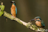 Kingfisher (Alcedo atthis)