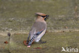 Japanese Waxwing (Bombycilla japonica) 