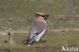 Japanse Pestvogel (Bombycilla japonica) 