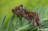 Plain Golden Y (Autographa jota)