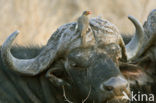 Cape buffalo (Syncerus caffer)