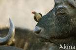 Cape buffalo (Syncerus caffer)