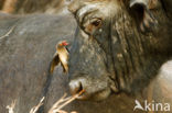 Kaapse buffel (Syncerus caffer)