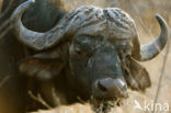 Kaapse buffel (Syncerus caffer)