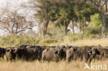Kafferbuffel (Syncerus caffer caffer)