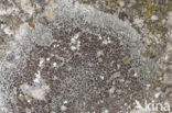 Kastanjebruine schotelkorst (Lecanora campestris)