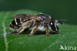 Kattenstaartdikpoot (Melitta nigricans)