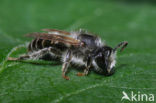 Kattenstaartdikpoot (Melitta nigricans)