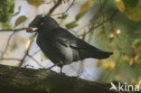 Kauw (Corvus monedula)