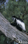 kikoejoe franjeaap (Colobus guereza kikuyensis)