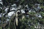 kikoejoe franjeaap (Colobus guereza kikuyensis)