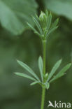 Kleefkruid (Galium aparine)