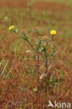 Klein vlooienkruid (Pulicaria vulgaris)