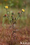 Klein vlooienkruid (Pulicaria vulgaris)