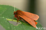 Kleine beer (Phragmatobia fuliginosa)