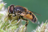 Kleine bijvlieg (Eristalis arbustorum)