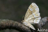 Kleine herculesspanner (Cepphis advenaria)