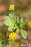 Kleine klaver (Trifolium dubium)