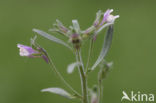 Small Toadflax (Chaenorhinum minus)
