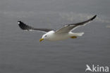 Lesser Black-backed Gull (Larus fuscus)