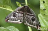 Kleine nachtpauwoog (Saturnia pavonia)