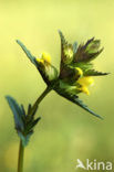 Kleine ratelaar (Rhinanthus minor) 