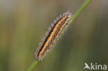 Kleine rietvink (Simyra albovenosa)