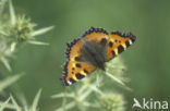 Small Tortoiseshell (Aglais urticae)
