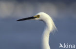Little Egret (Egretta garzetta)
