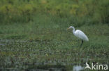 Kleine Zilverreiger (Egretta garzetta) 