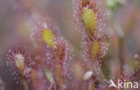 Oblong-leaved Sundew (Drosera intermedia)