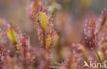 Oblong-leaved Sundew (Drosera intermedia)