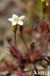 Oblong-leaved Sundew (Drosera intermedia)