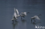 Kleine zwaan (Cygnus bewickii)