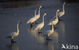 Kleine zwaan (Cygnus bewickii)