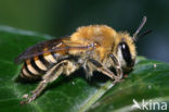 Klimopbij (Colletes hederae)