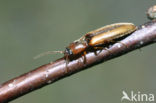 Bordered Skipjack (Dalopius marginatus)