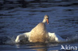 Mute Swan (Cygnus olor)