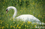 Knobbelzwaan (Cygnus olor)