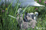 Mute Swan (Cygnus olor)