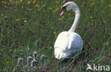 Knobbelzwaan (Cygnus olor)