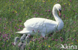 Knobbelzwaan (Cygnus olor)