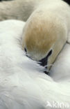 Knobbelzwaan (Cygnus olor)