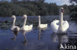 Knobbelzwaan (Cygnus olor)