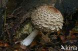 Knolparasolzwam (Macrolepiota rachodes)