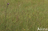 Knotszegge (Carex buxbaumii) 
